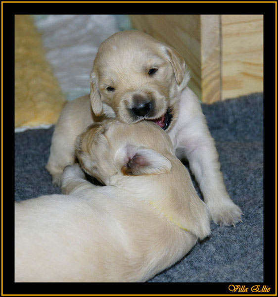 comprar golden retriever villa ellie